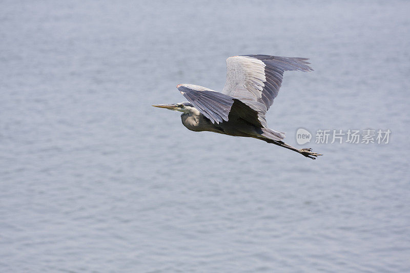 大蓝鹭在飞行的Ardea herodia